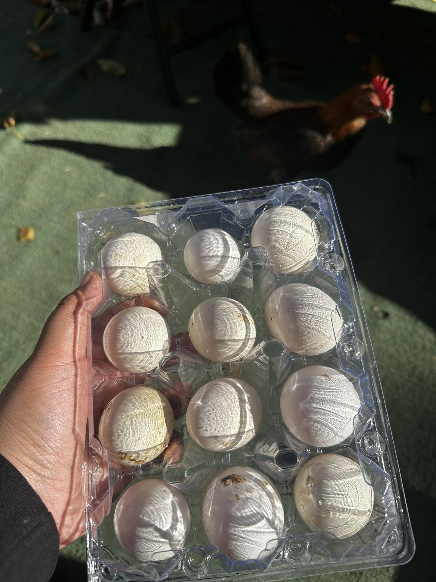 CHICKen Eggs
