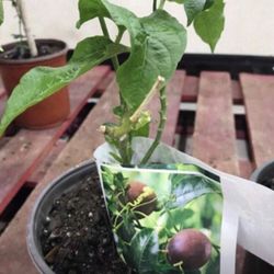 Passion Fruit 1 Gallon Plant Fully Grown