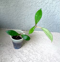 Hoya  crassipetiolata  plant