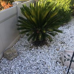 Sago Palms For Sale 