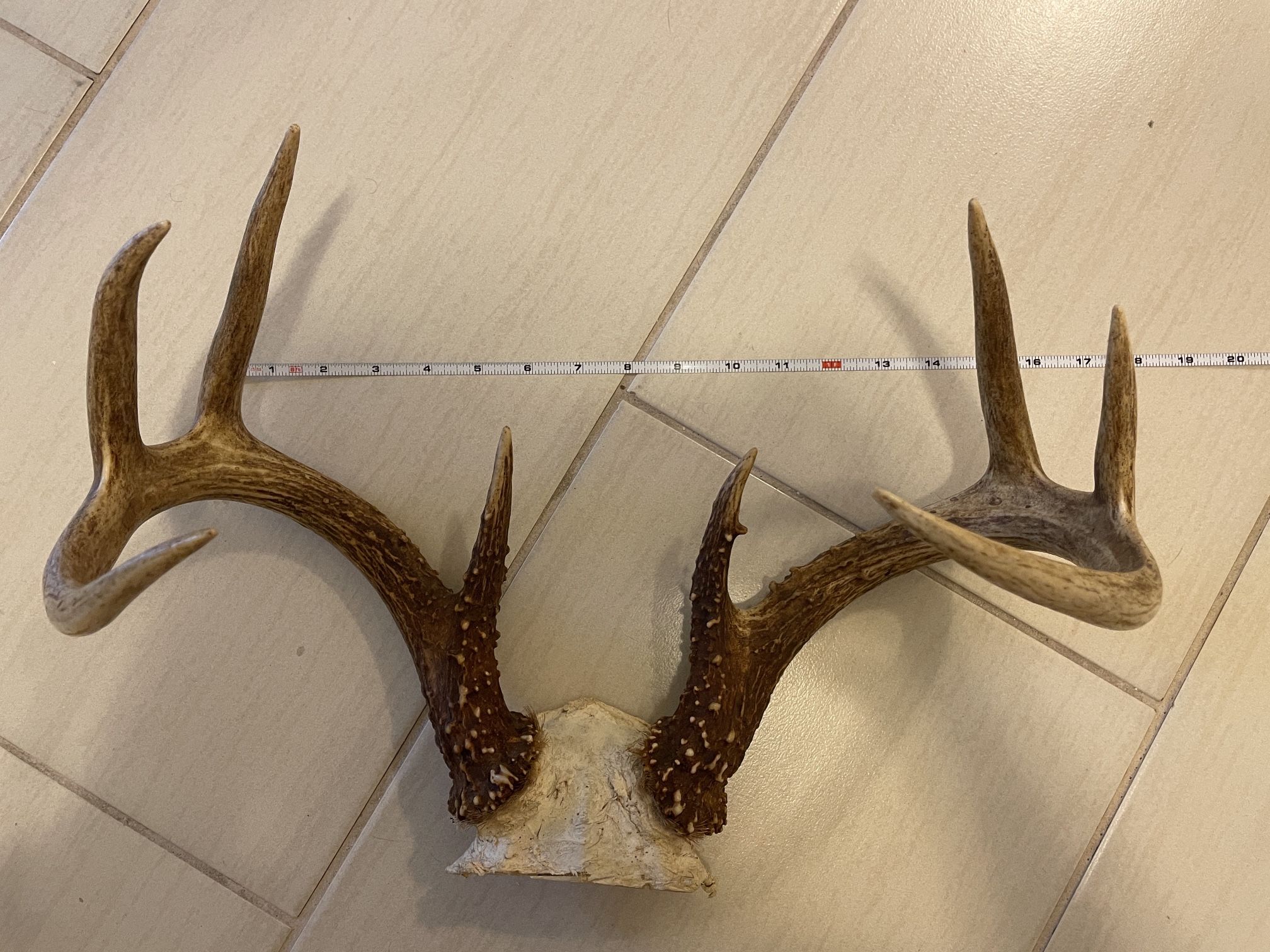 Decorative Deer Antlers