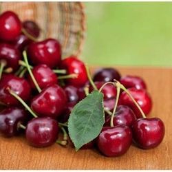 Grafted Cherry Trees 3 In 1 Cocktail Tree😃🌿🌿🌿🌸🌸🌸