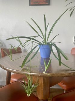 Spider Plant