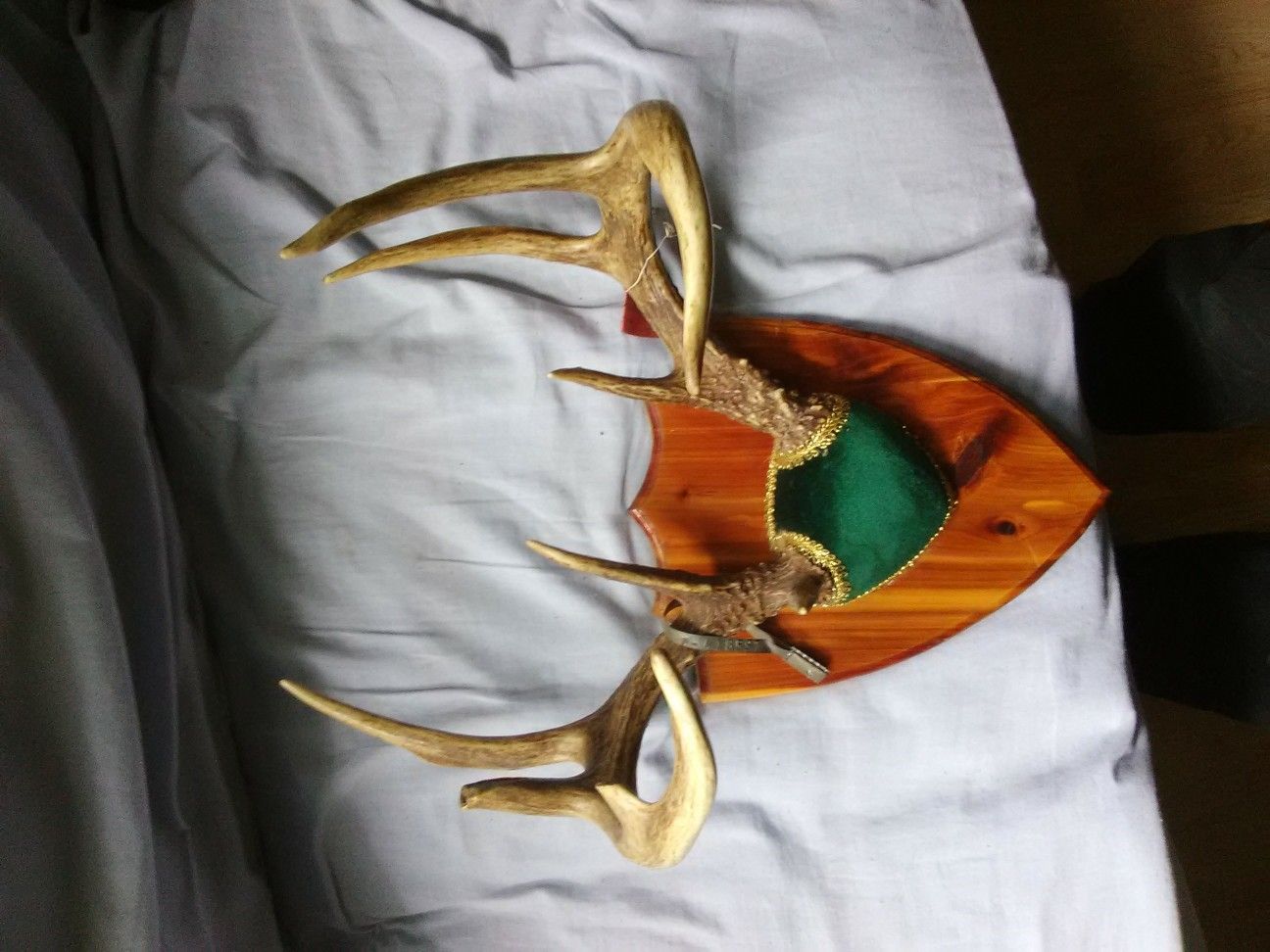 Deer antler mounts