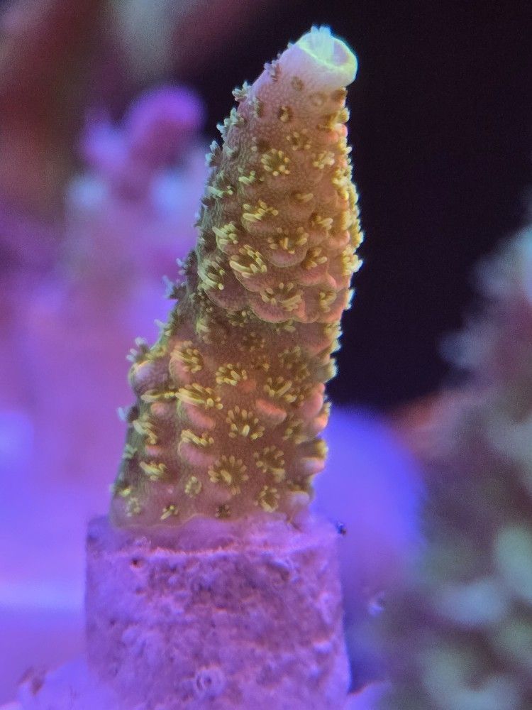 Asd Rainbow Acro "Decoration"
