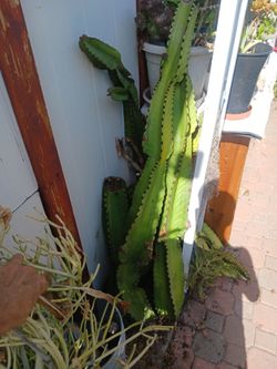 Cactus/Succulent SEE OTHER OFFERS
