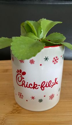 Succulent, Mother of Thousands and mug