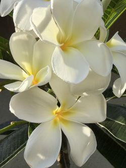 Singapore white plumeria