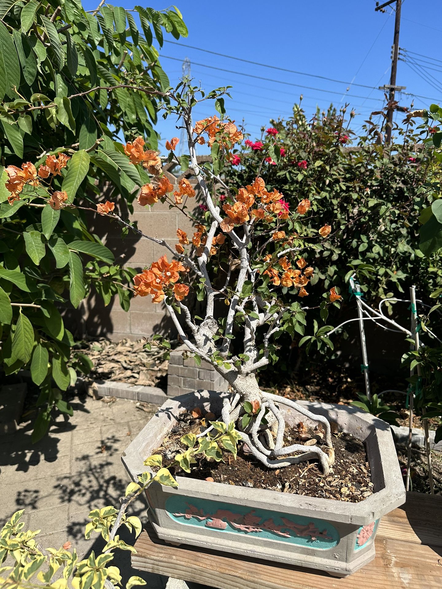 Bonsai Bougainvillea