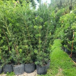 Beautiful Podocarpus Plants For Inmediate Privacy!!! 6 Feet Tall Measurements Over The Pot!!! Fertilized 