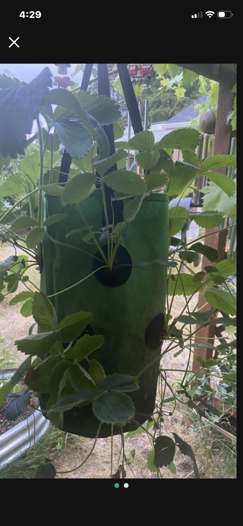 Hanging Strawberry Planter Full Of Healthy Vigorous Plants