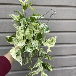 6” Snow Queen Super Full And Trailing 