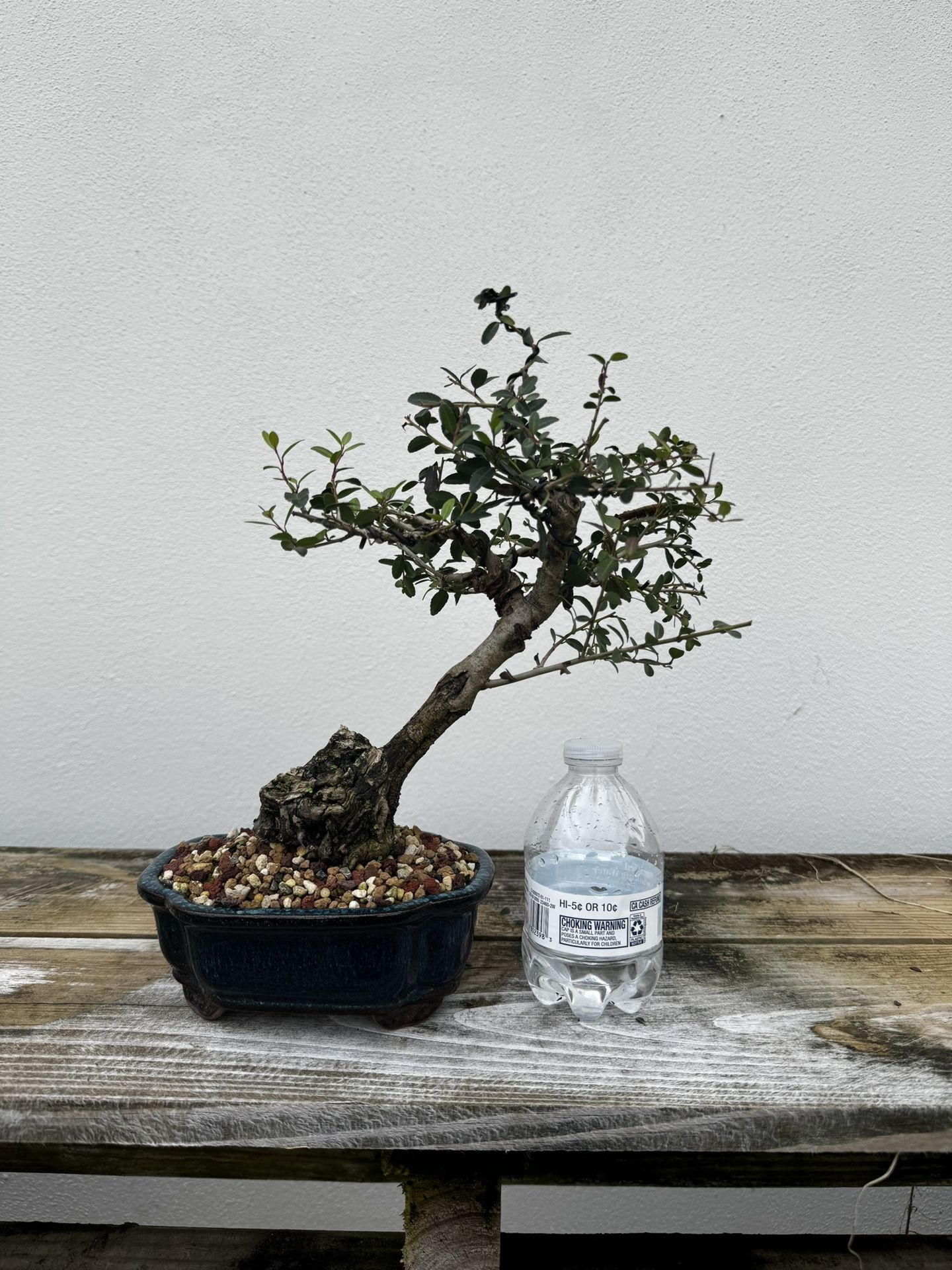 Bonsai