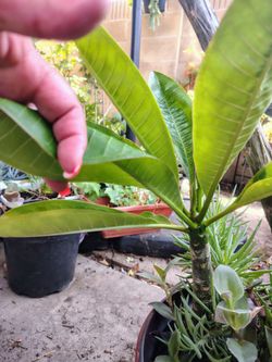 Plumeria $20