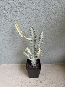 Variegated Euphorbia lactea plant