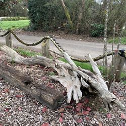 FREE Large Driftwood logs