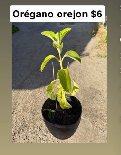 Orégano orejon