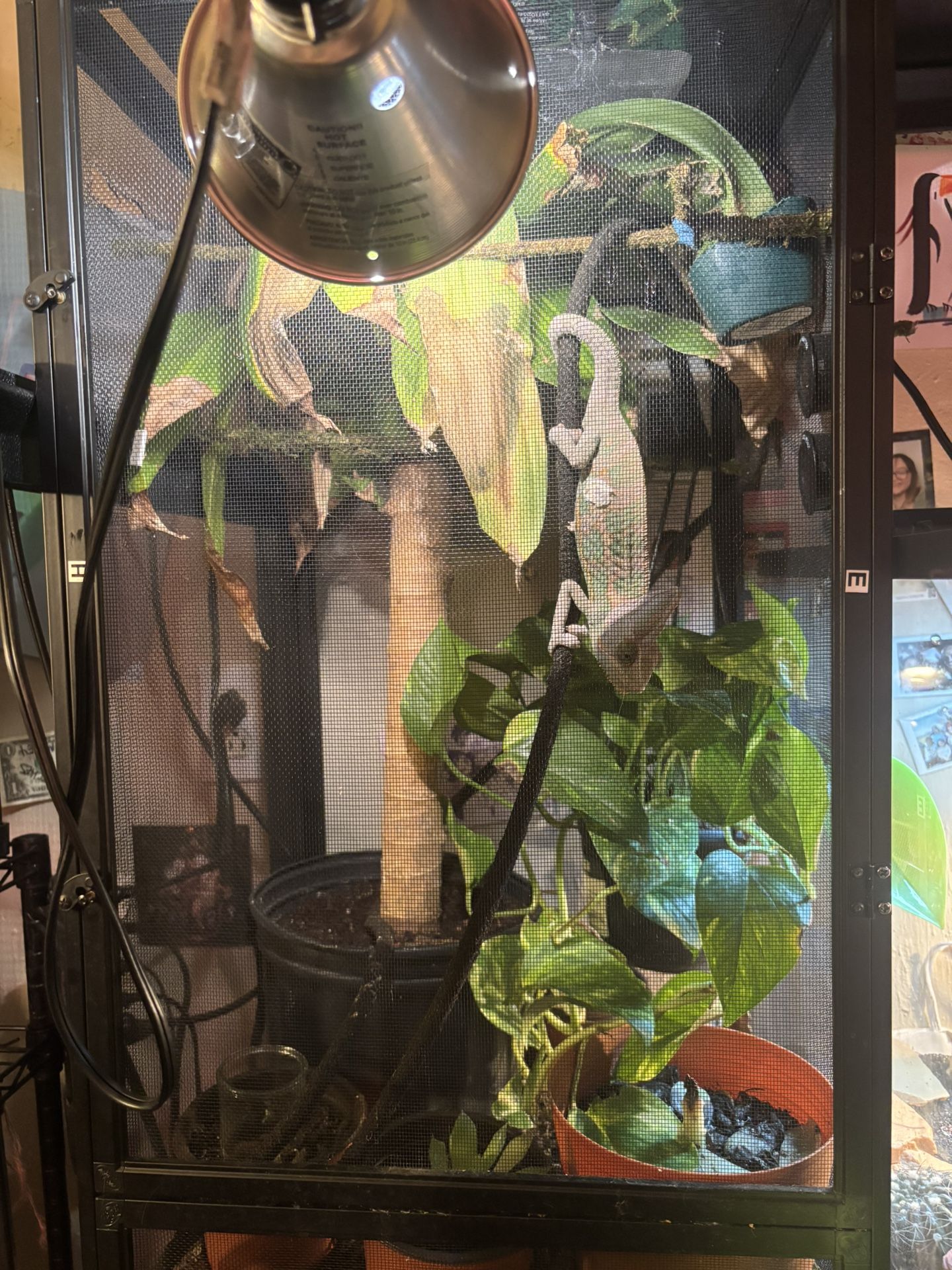 Chameleon Accessories