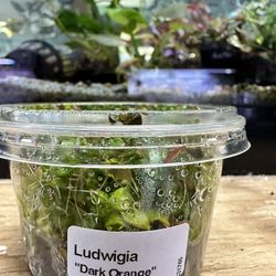 Premium Aquatic Plant: Ludwigia “Dark Orange” Tissue Culture Cup - Lush, Algae-Free, and Perfect for Aquascaping 