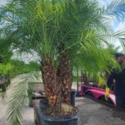 Beautiful Robollinis Palms About 6 Feet Tall!!! Fertilized 