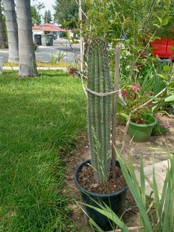 Cactus En Mala Madre O Planta Conocida Como Kalanchoe