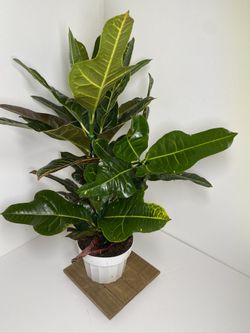 Colorful Croton plant