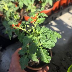 Red Robin Cherry Dwarf Tomato Plant 3 Inch Pot Tomate
