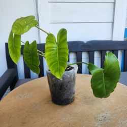 4 Inch Tropical Plant 