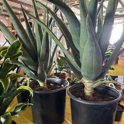 Aloe Hercules LARGE 5 Gallon 