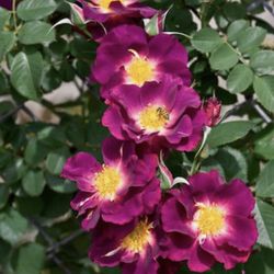 Organic flowering Purple Climbing Rose In Pot For Sale