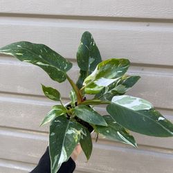 4” white princess philodendron