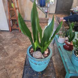 Sansevieria Snake Plants In 8in New Ceramic Pot With Shells And Stones 