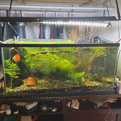 Aquarium / Fish Tank 80 Gallons 