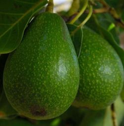 Fuerte Avocado Tree
