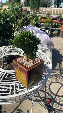 Planta de. Cacto