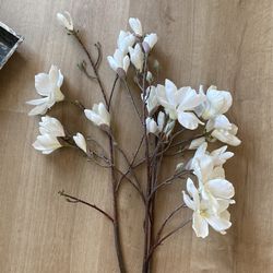 Magnolia Branches 