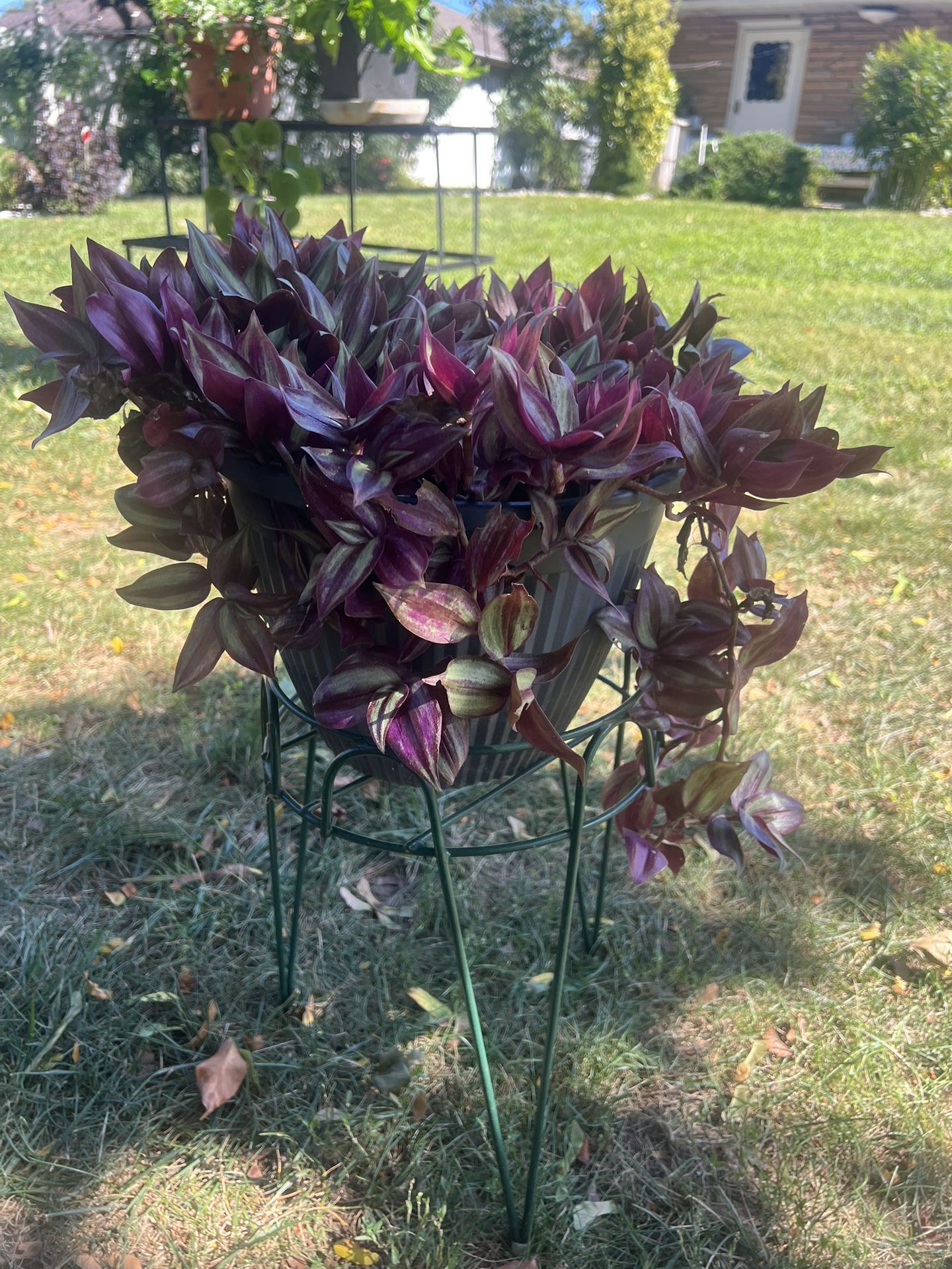 Beautiful Plant Ready To Go, Including Plant Stands