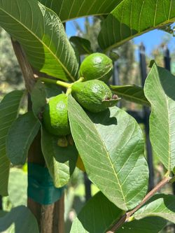 PINK GUAVA TREE FULL OF FRUIT