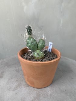 paper spine Cactus plants