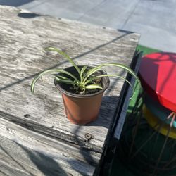 Spider Plant #1