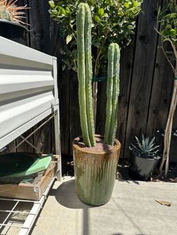 Cactus: San Pedro FOR SALE