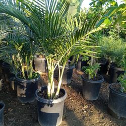 Palm 15 halides $65