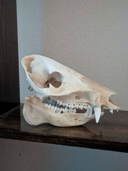 Javelina boar skull