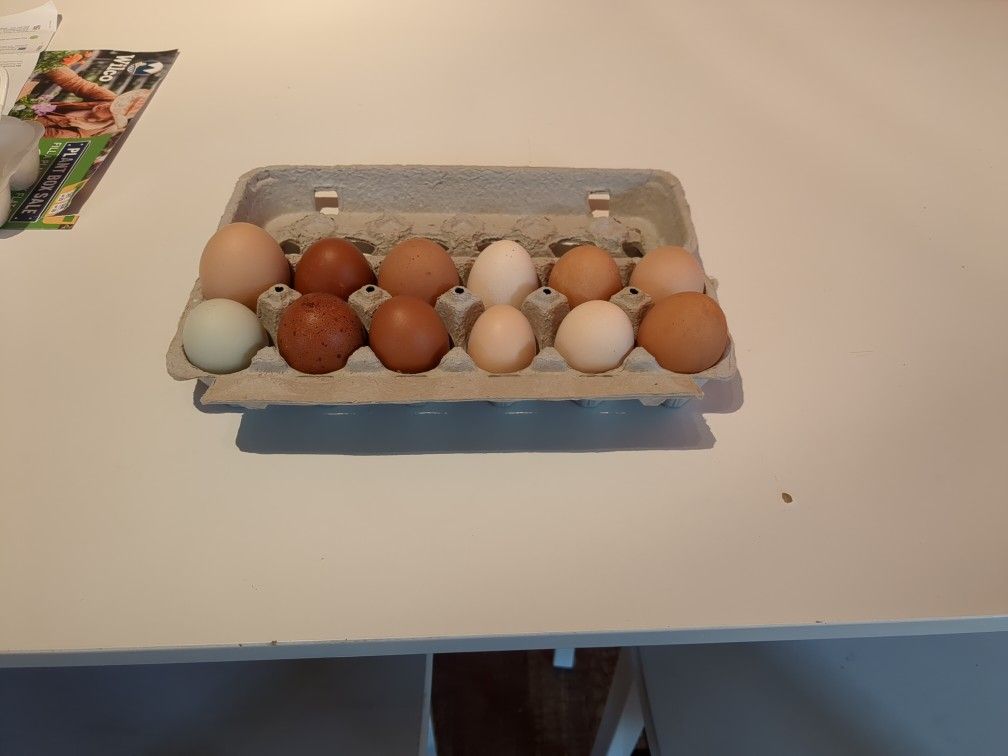 Fresh Eggs