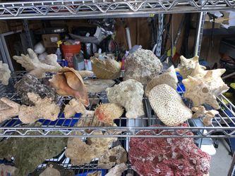 Coral And Sea Shells /decorative