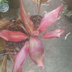 Hawaiian Ti Cordiline Landscape Plant