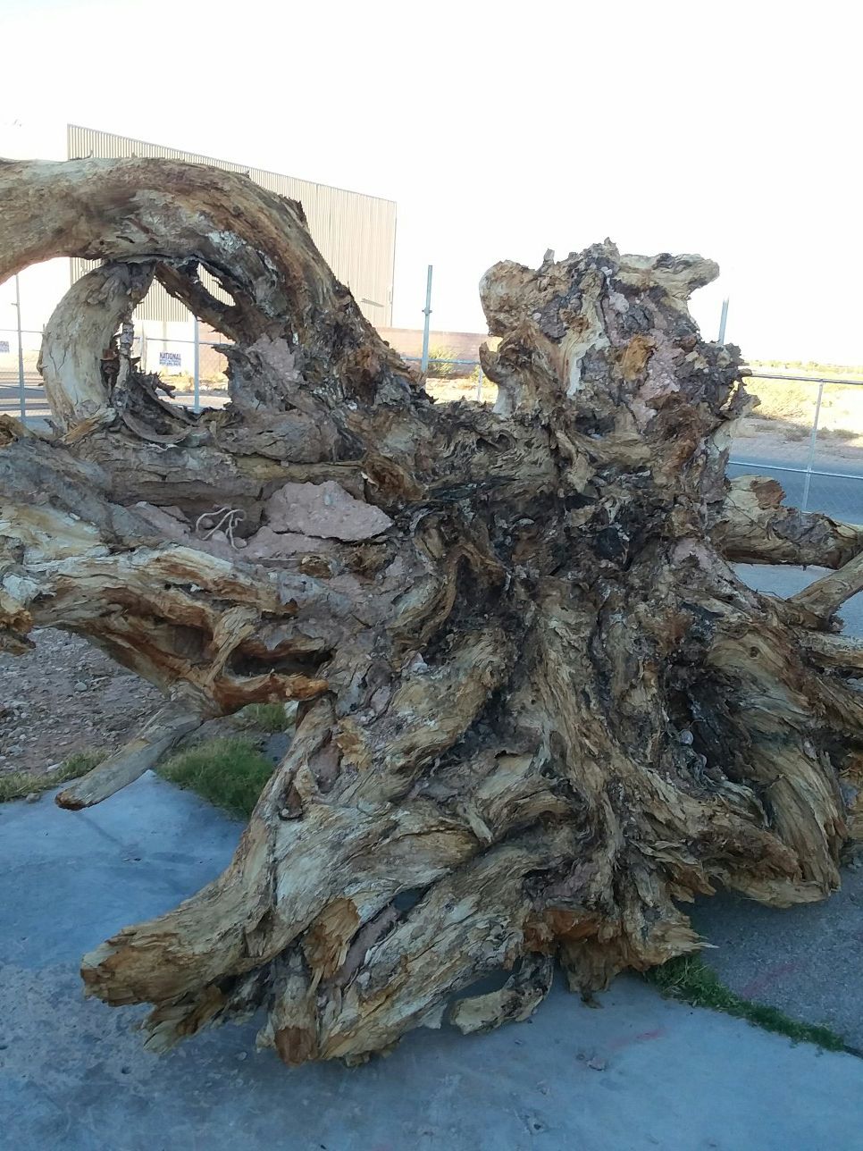 VERY LARGE TREE STUMP for Sale in Las Vegas, NV OfferUp
