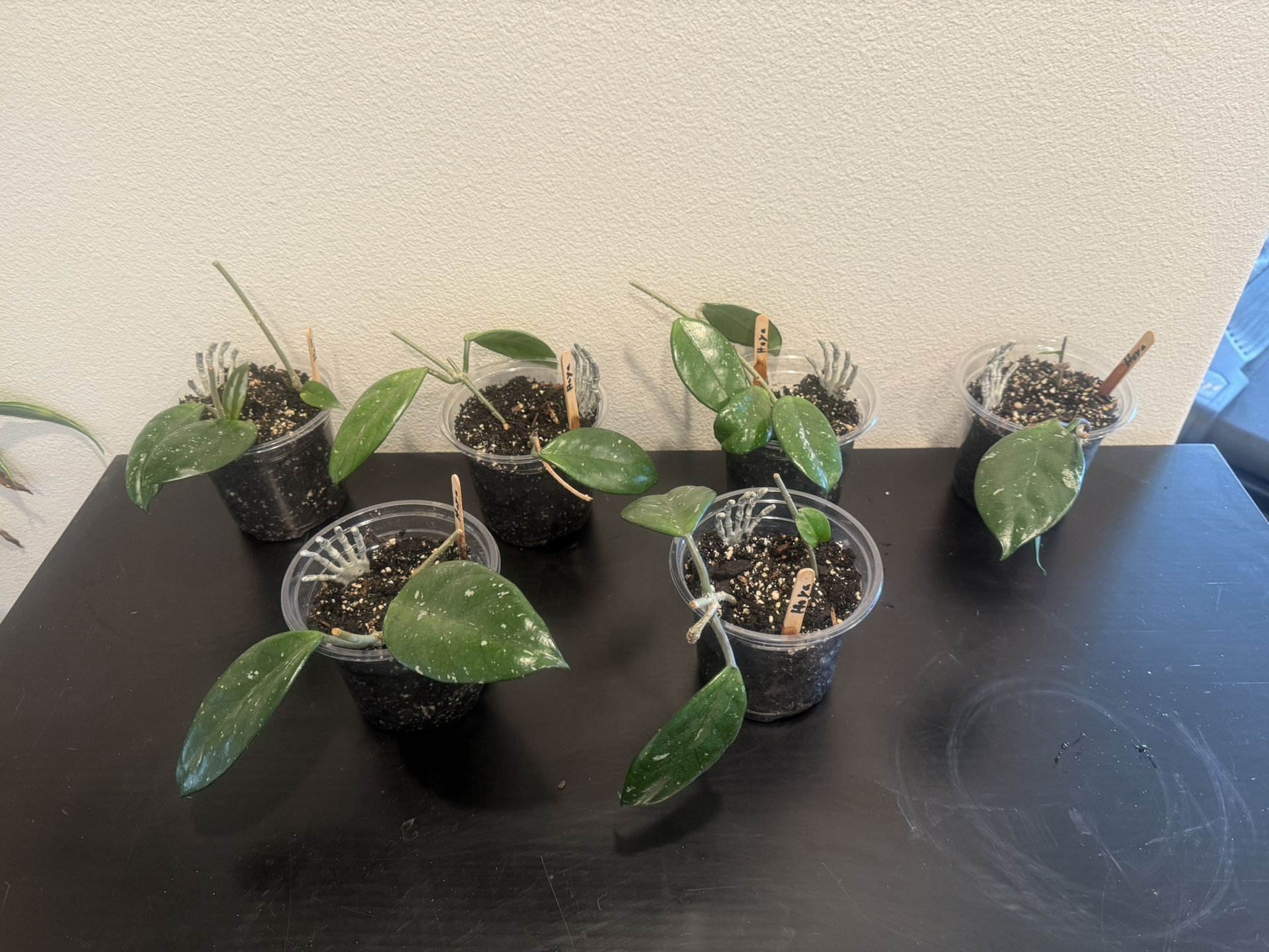 Plants- Hoya Carnosa