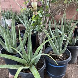 So Many Different Plants Available For Sale