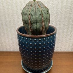 Rare Cactus Euphorbia obesa In 4” Ceramic Pot